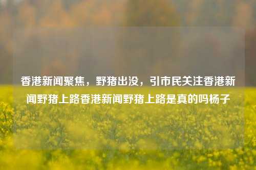 香港新闻聚焦，野猪出没，引市民关注香港新闻野猪上路香港新闻野猪上路是真的吗杨子